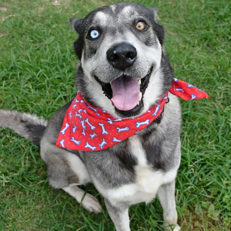 An adult large-sized male White / Cream Husky dog named Fozzy for adoption in Beaumont, TX
