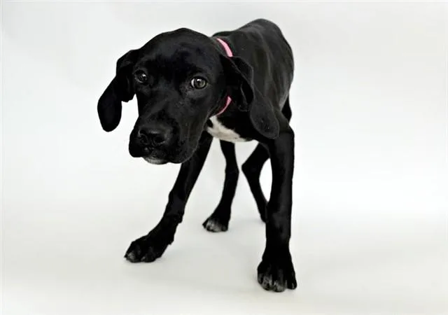 A baby small-sized female Terrier dog named Marsha for adoption in Saint Louis, MO