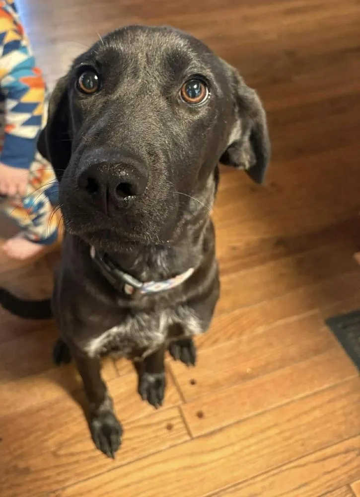 A young medium-sized female Tricolor (Brown, Black, & White) Labrador Retriever dog named Lainey for adoption in Middletown, CT