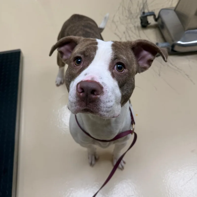 An adult medium-sized male Brindle Mixed Breed dog named Mj for adoption in Winston-Salem, NC