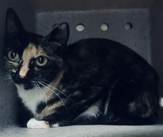 An adult small-sized female Domestic Short Hair cat named Peaches for adoption in Norco, CA