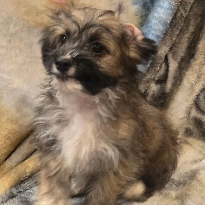 Mr. Fluffy Fig