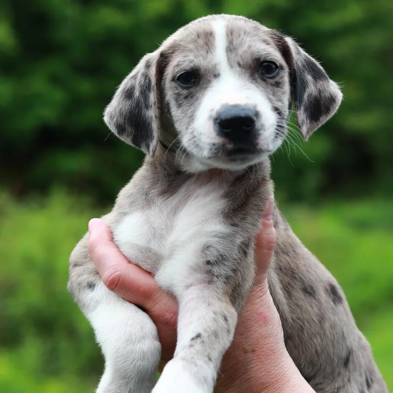 A baby medium-sized male Gray / Blue / Silver Catahoula Leopard Dog dog named Ct Shiitake Avail May for adoption in Stormville, NY