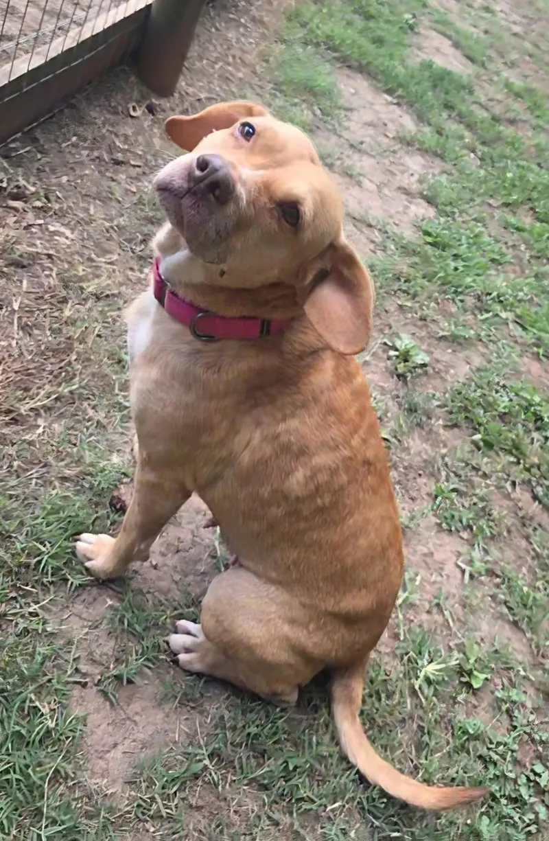 An adult medium-sized female Labrador Retriever dog named Patsy for adoption in Clover, SC
