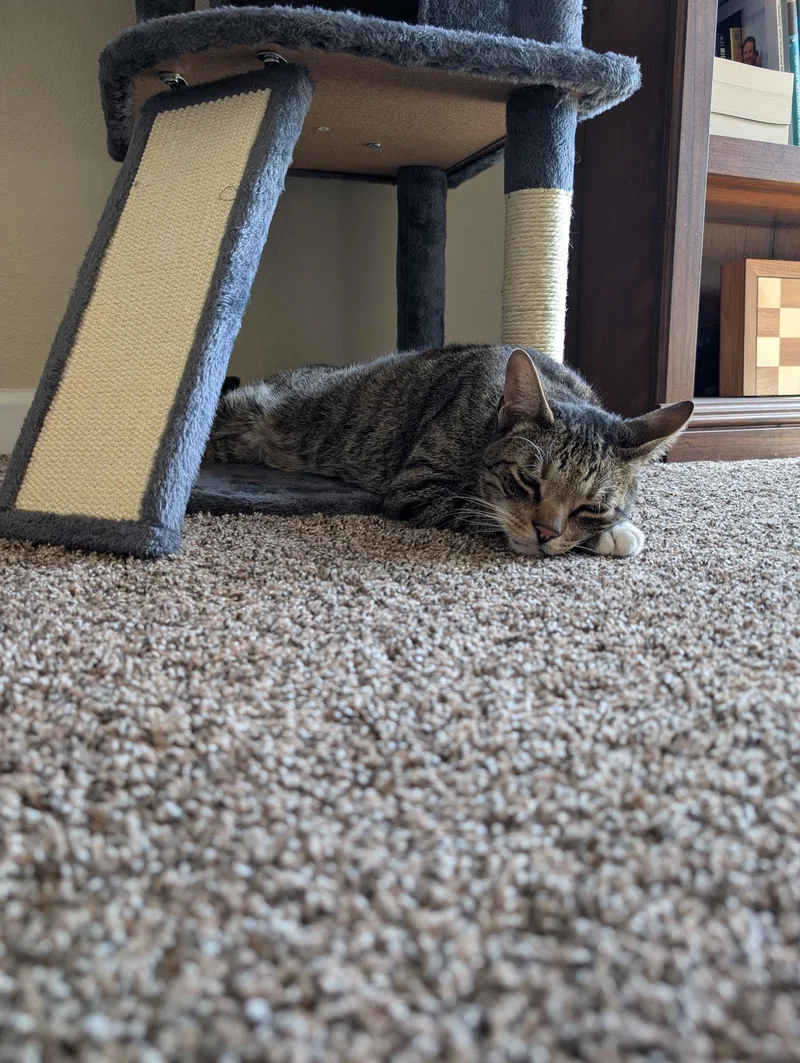 An adult medium-sized male Tabby (Brown / Chocolate) Tabby cat named Freckles for adoption in San Juan Capistrano, CA