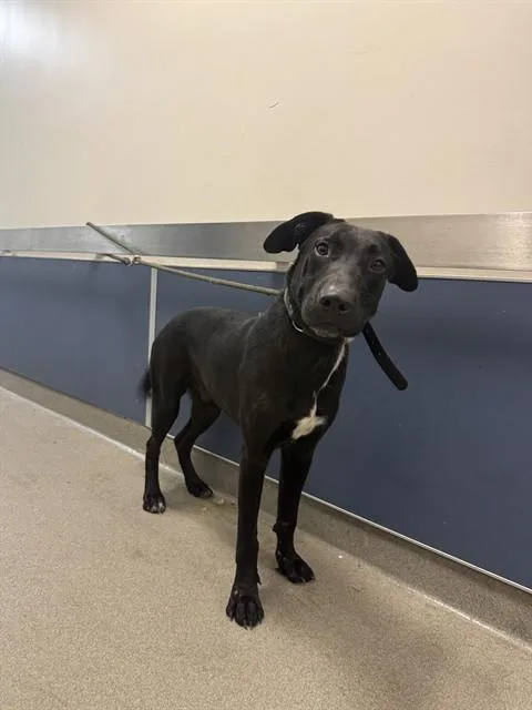 A young large-sized male Terrier dog named Enrique for adoption in Miami, FL