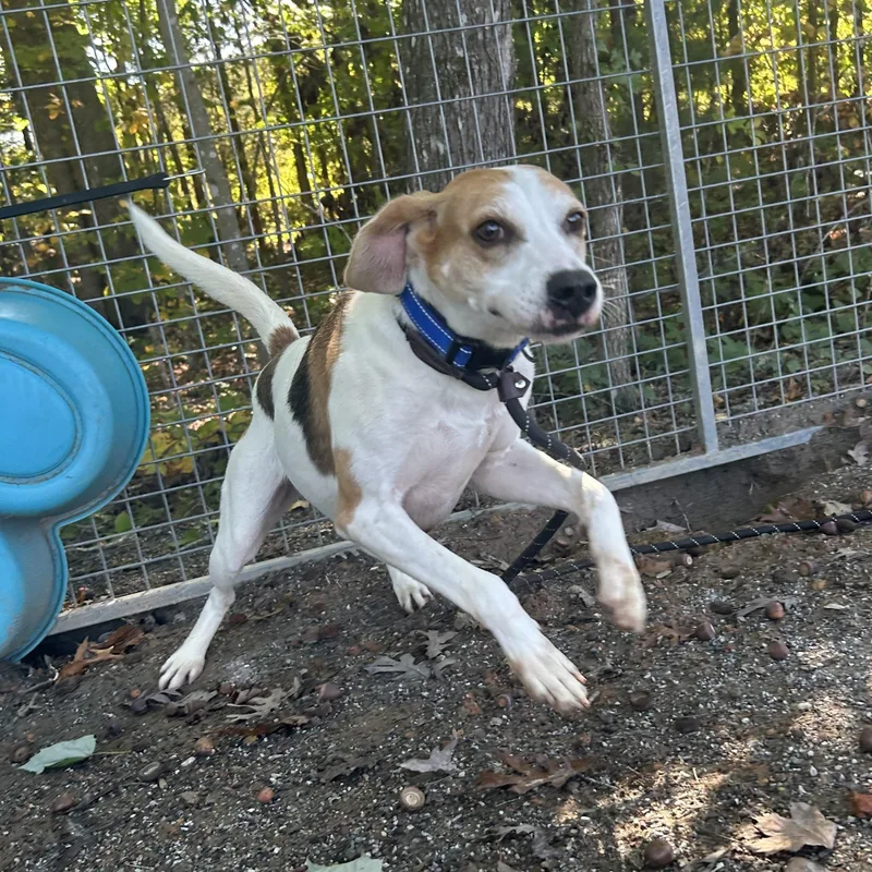 An adult medium-sized male American Foxhound dog named Buster for adoption in Cumberland , VA