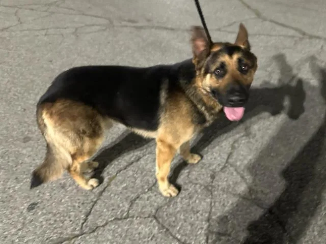 An adult medium-sized male German Shepherd Dog dog named Max for adoption in Baldwin Park, CA