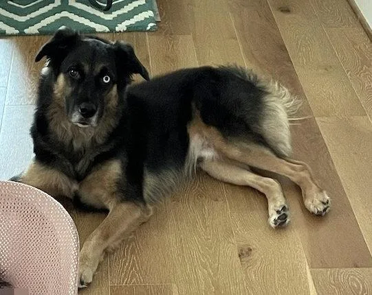 An adult medium-sized male Australian Shepherd dog named Valentino for adoption in Alvin, TX