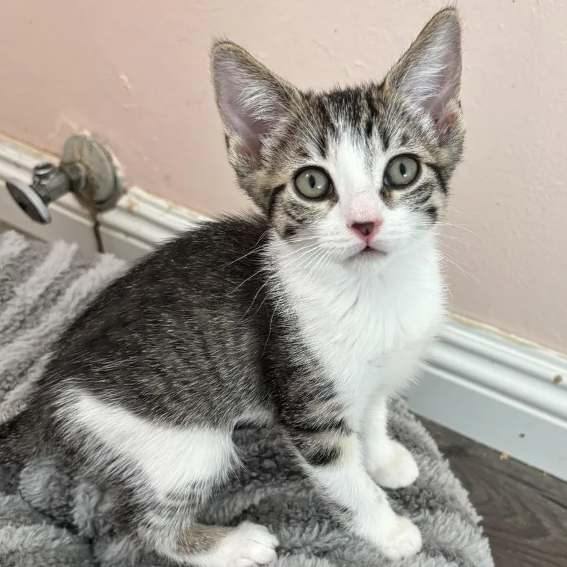A baby small-sized female Brown / Chocolate Domestic Short Hair cat named Lina for adoption in Los Angeles, CA
