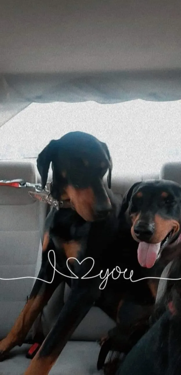 An adult large-sized female Doberman Pinscher dog named Beta for adoption in Escondido, CA