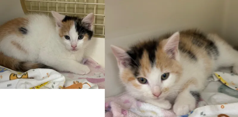 A young medium-sized female Calico Domestic Short Hair cat named Elsa & Anna for adoption in Seaford, DE