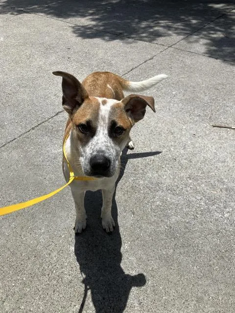 A young large-sized male Mixed Breed dog named Craig for adoption in Dallas, TX