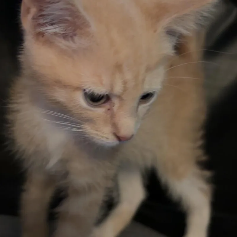 A baby small-sized male Buff / Tan / Fawn Domestic Short Hair cat named Abu for adoption in Edwards, IL