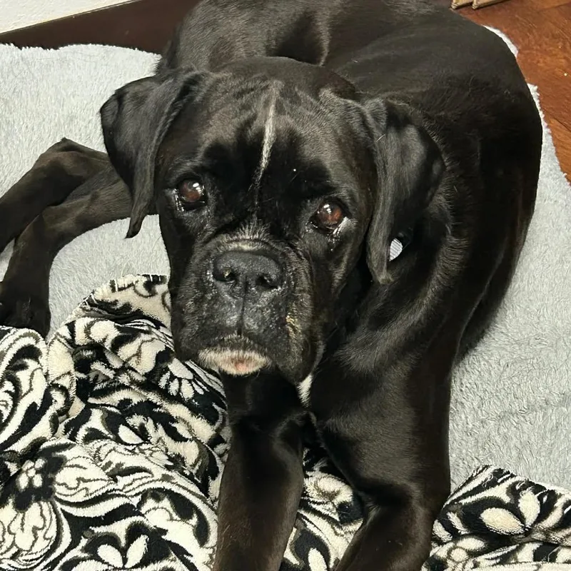 An adult large-sized female Boxer dog named Ellie for adoption in Tallahassee, FL