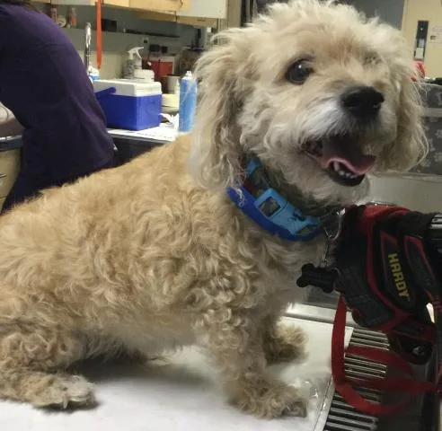 An adult small-sized male Terrier dog named Charlie for adoption in Riverside, CA