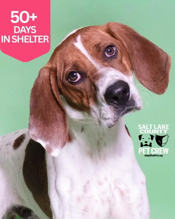 A young medium-sized male American Foxhound dog named Famous Amos for adoption in Salt Lake City, UT