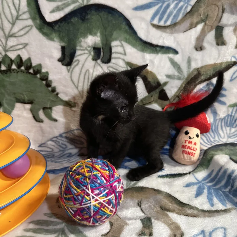 Hershey thumbnail 5