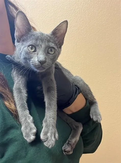 A baby small-sized female Domestic Short Hair cat named Iris for adoption in Blythe, CA