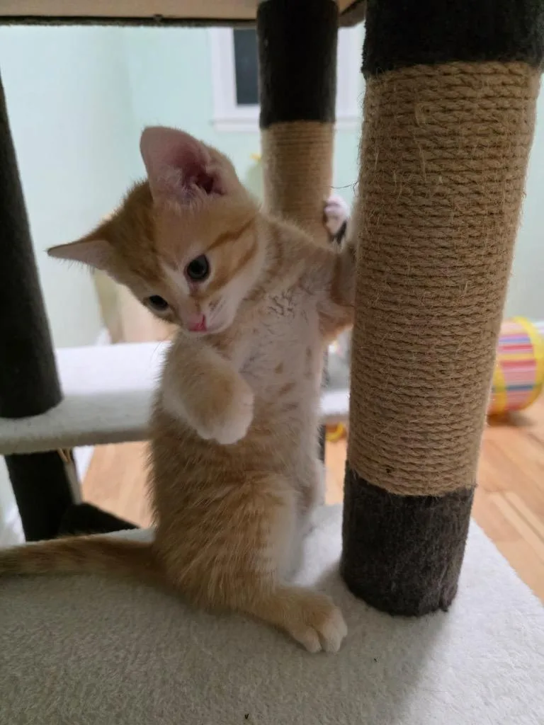 A baby small-sized male Domestic Short Hair cat named Ed for adoption in Fond Du Lac, WI