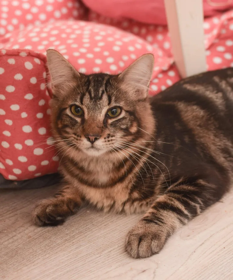 A baby medium-sized male Maine Coon cat named Henry for adoption in Hockessin, DE