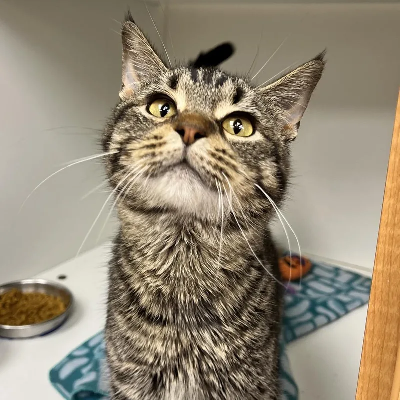 A young medium-sized male Brown / Chocolate Domestic Short Hair cat named Hands for adoption in Champaign, IL