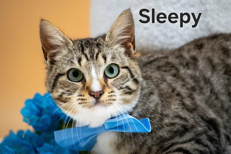 A young small-sized male Tabby (Gray / Blue / Silver) Domestic Short Hair cat named Sleepy for adoption in Sevierville, TN