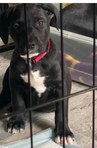 A baby medium-sized female Black Pit Bull Terrier dog named Jester for adoption in Ayden, NC