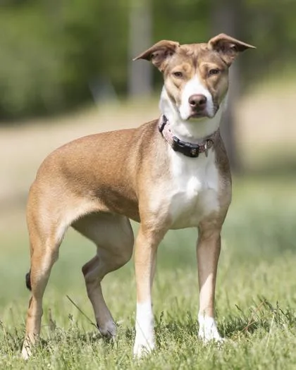 An adult medium-sized female Red / Chestnut / Orange Pit Bull Terrier dog named Aurora for adoption in Bedford, IN