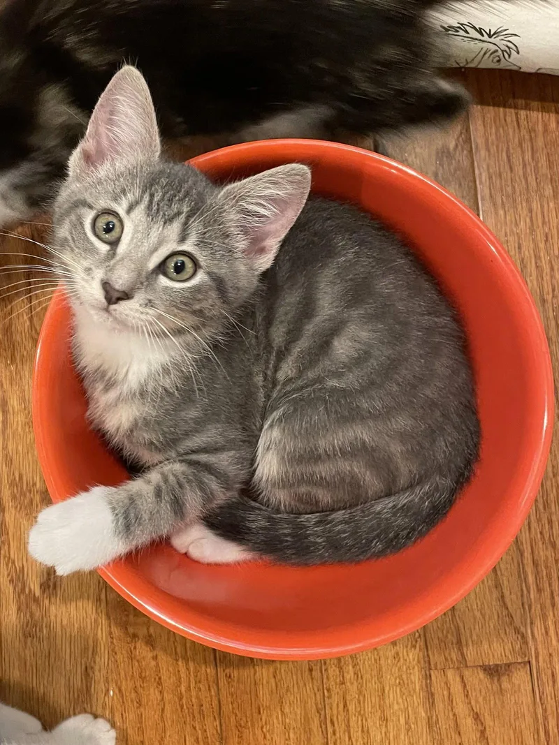 A baby medium-sized female Gray / Blue / Silver Domestic Short Hair cat named Sprout for adoption in Social Circle, GA