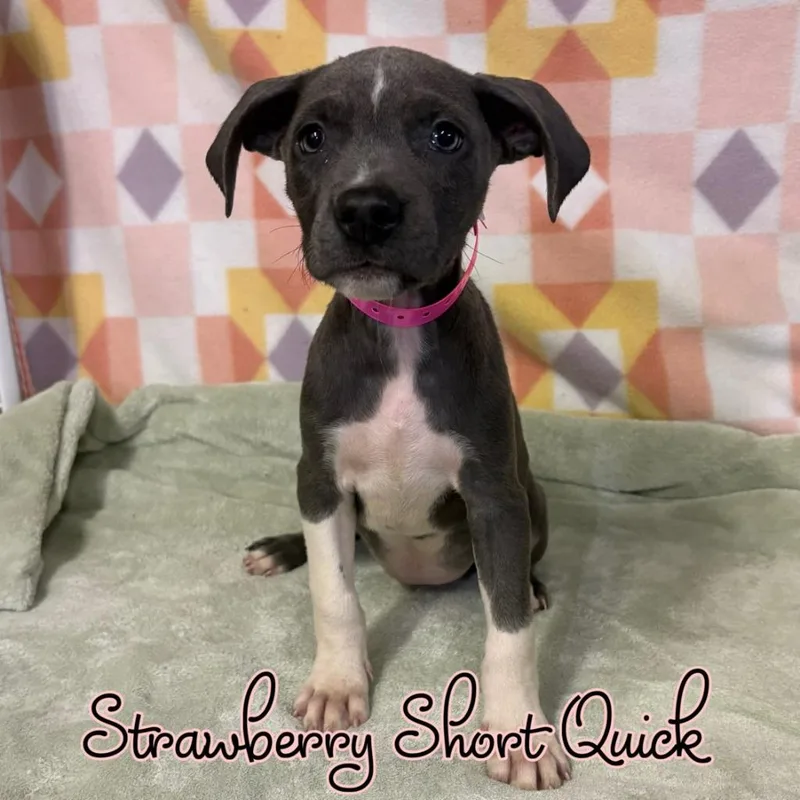 A baby medium-sized female Mixed Breed dog named Strawberry Short Quick for adoption in Hillsboro, OH