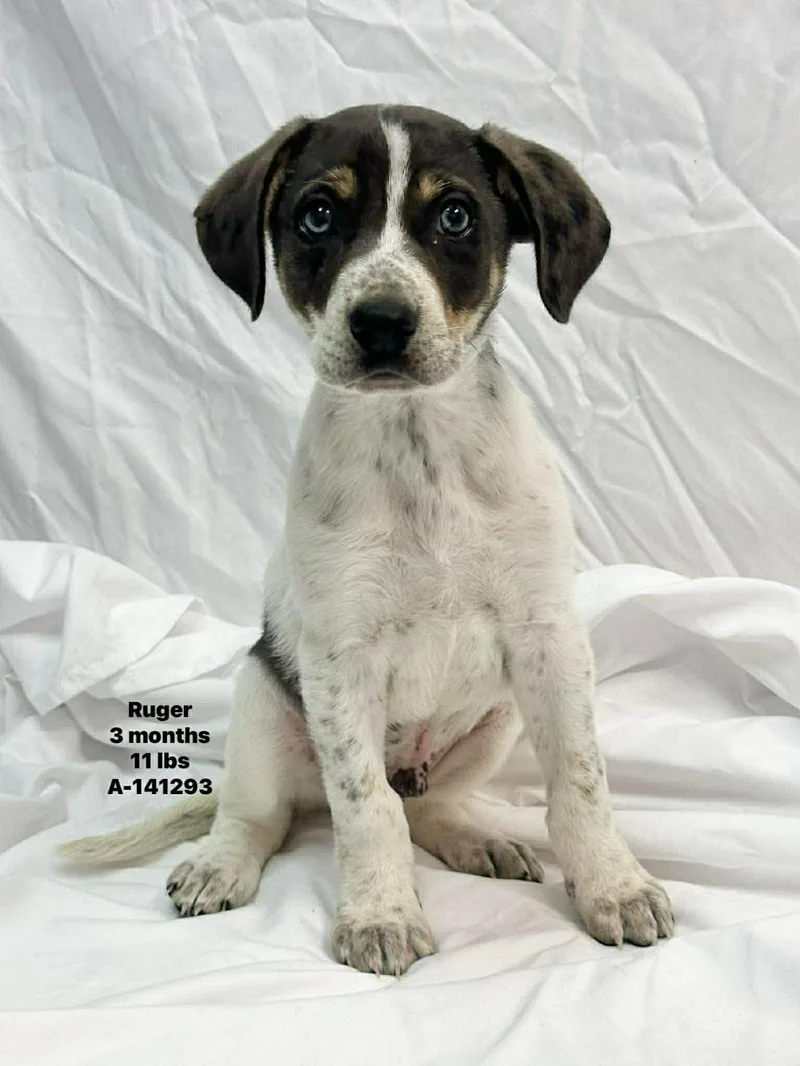 Ruger The Pointer Mix