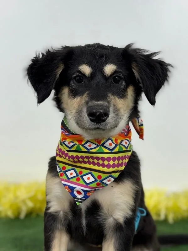 A baby medium-sized female Black Hovawart dog named Gala for adoption in Carlsbad, CA