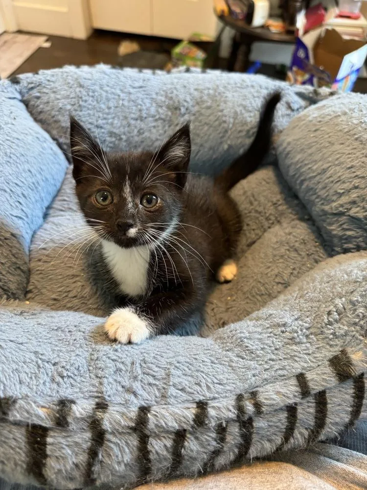 A baby small-sized male Black & White / Tuxedo Domestic Short Hair cat named Whisk for adoption in Oak Park, MI