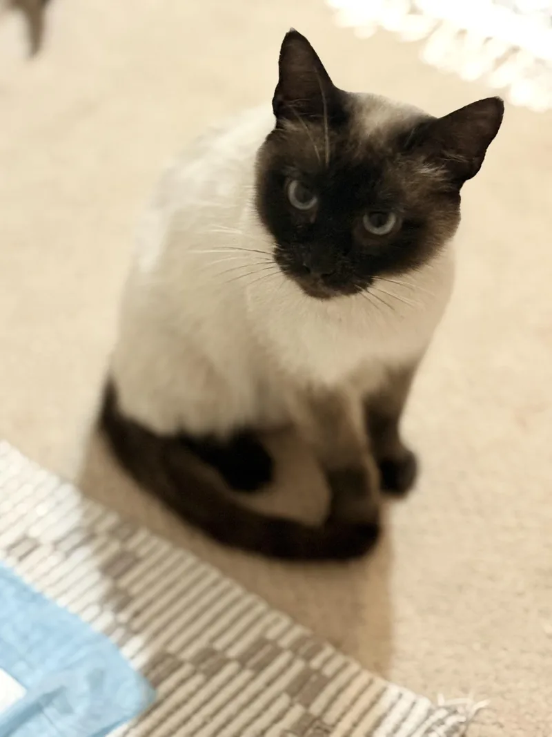 Bluebell thumbnail 2