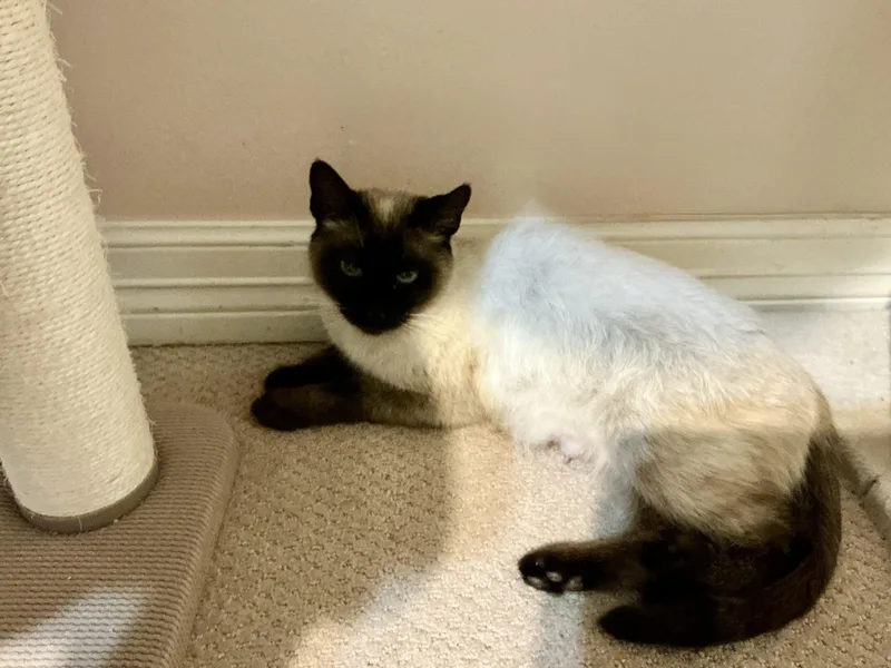 Bluebell thumbnail 3