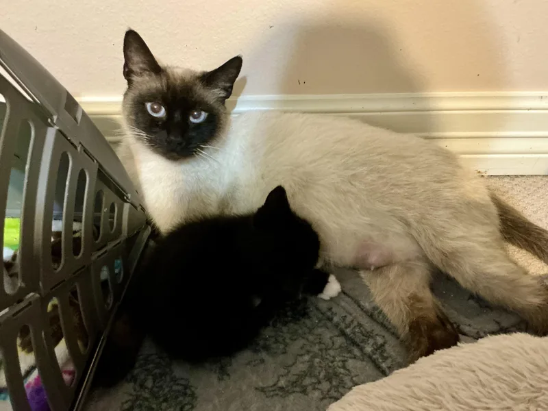 Bluebell thumbnail 5