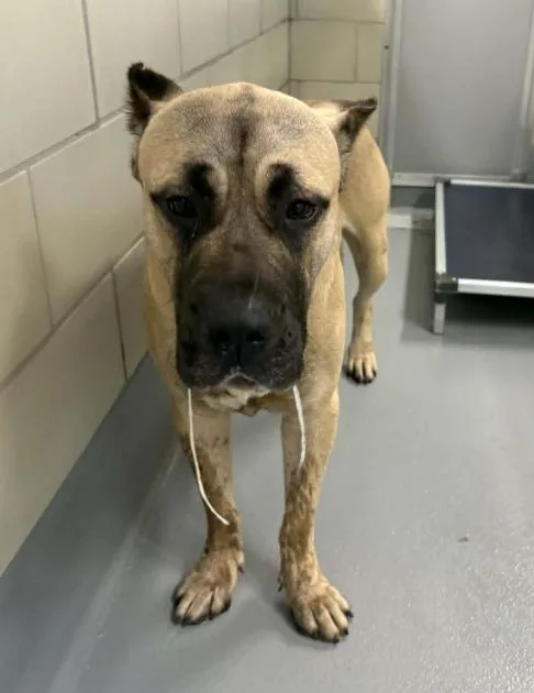 An adult large-sized male Cane Corso dog named AC  "Oscar" for adoption in Conyers, GA