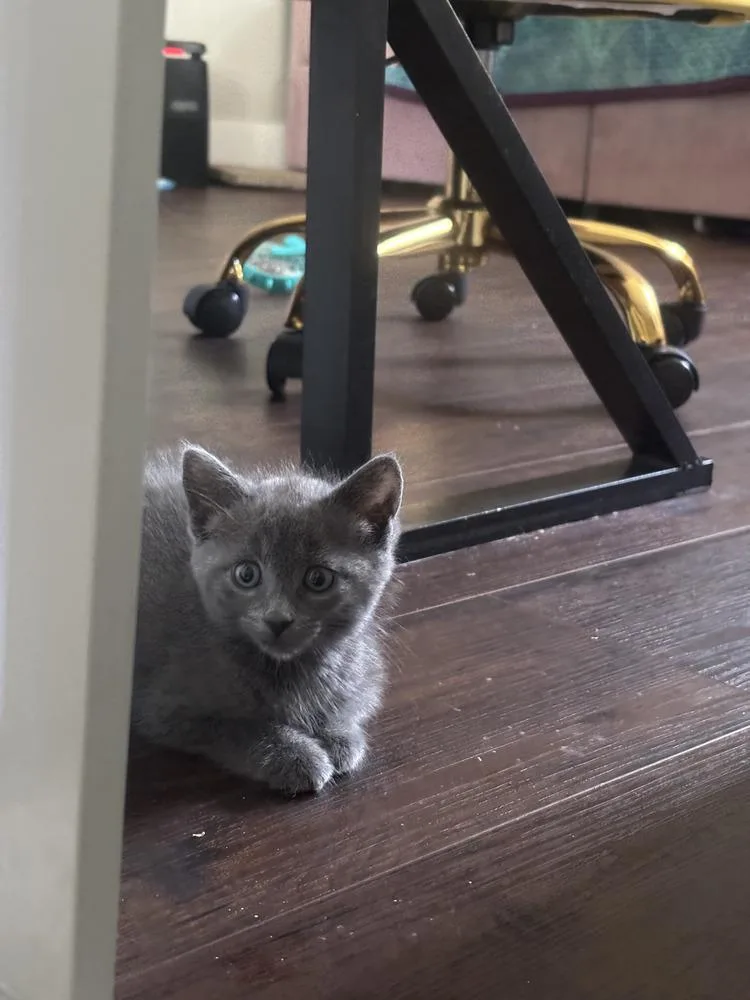 A baby small-sized female Gray / Blue / Silver Domestic Short Hair cat named Lavinia Fisher for adoption in Emerald Isle, NC