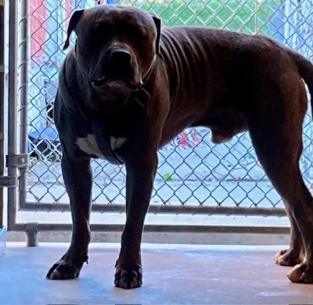 An adult large-sized male Gray / Blue / Silver Mixed Breed dog named Wampus for adoption in Cincinnati, OH
