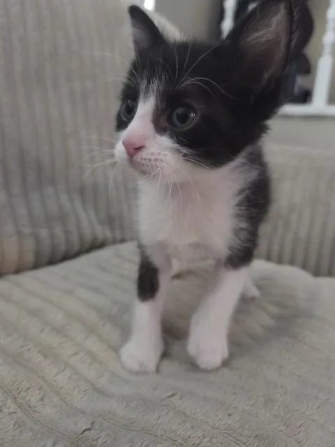 Oreo