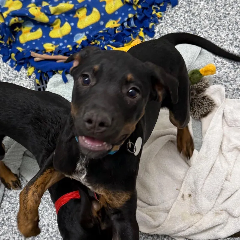 A baby small-sized male Black Rottweiler dog named Thunder for adoption in Brookfield, WI