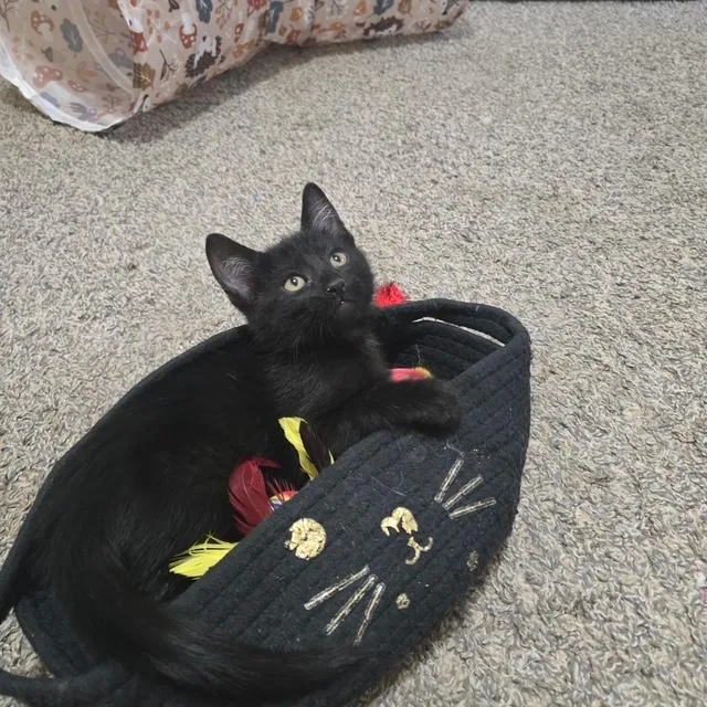 A baby small-sized male Black Domestic Short Hair cat named Azriel for adoption in Mesa, AZ
