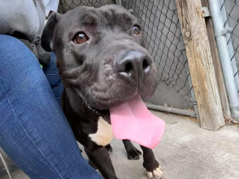An adult medium-sized female Black Pit Bull Terrier dog named Sadie for adoption in Chicago, IL
