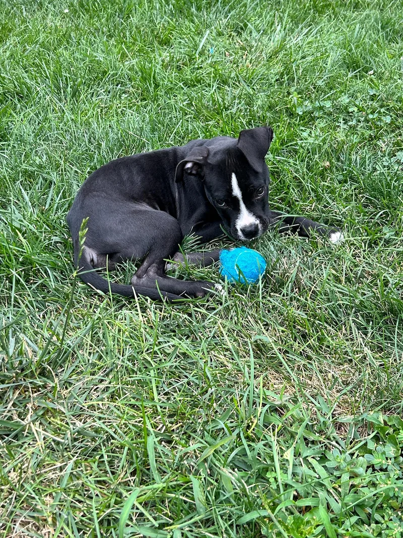 Bluey