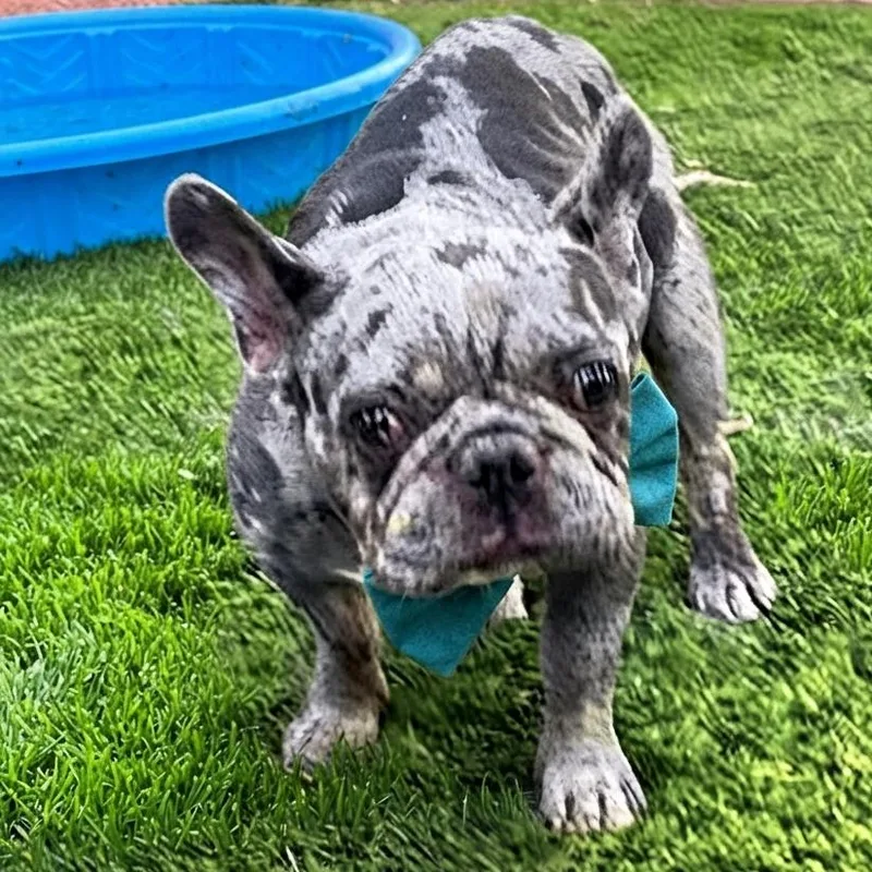 An adult medium-sized male Gray / Blue / Silver French Bulldog dog named Rollie for adoption in Las Vegas, NV