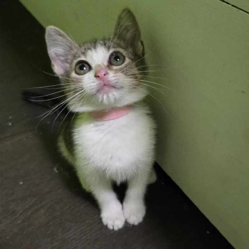 A baby small-sized female Gray / Blue / Silver Domestic Short Hair cat named Lisa for adoption in San Antonio, TX