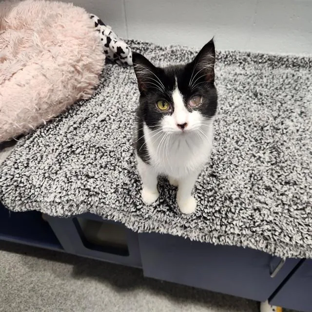 A baby medium-sized female Domestic Medium Hair cat named Ruby for adoption in Kalamazoo, MI