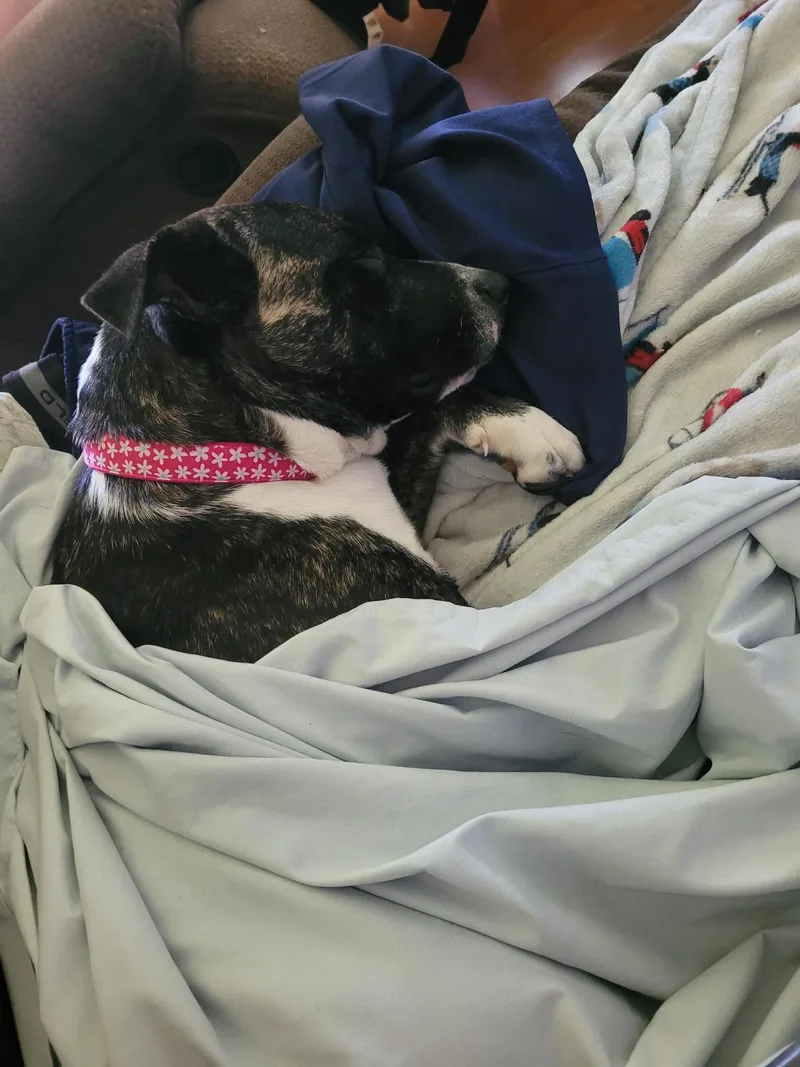 An adult medium-sized female Pit Bull Terrier dog named Onyx for adoption in Springville, NY