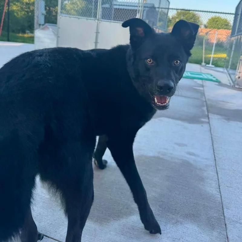 An adult large-sized male Black Australian Shepherd dog named Harvey for adoption in Monticello, IA